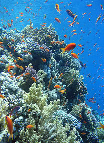 Sharm El Sheikh 5 csillagos szálloda