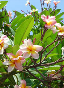 Madeira körutazások