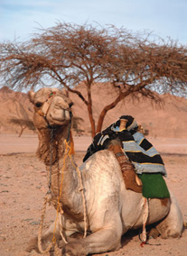 Marsa Alam 5 csillagos szálloda